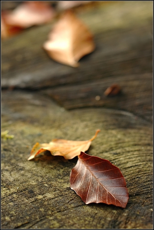 DSC_0023.jpg