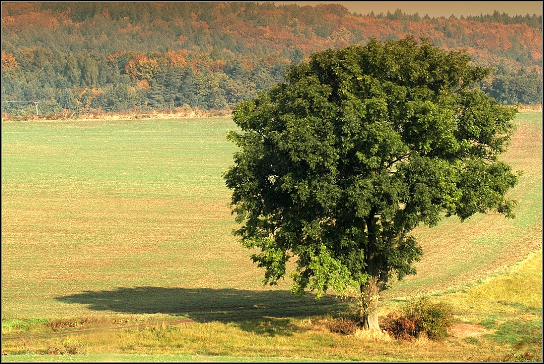 DSC_0040.jpg