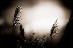 DSC_4075-Edit