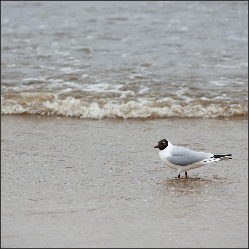 DSC_7626-Edit.jpg