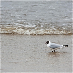 DSC_7626-Edit