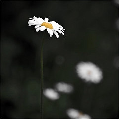 DSC_9435-Edit